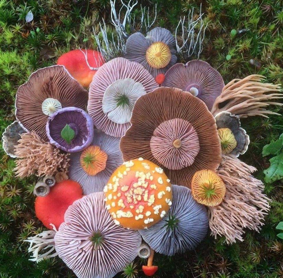 losethehours: sixpenceeeblog: An assortment of fungi. These look like they belong