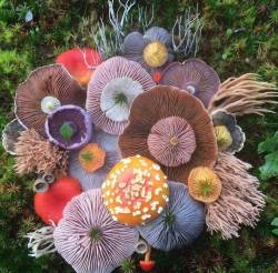 losethehours: sixpenceeeblog: An assortment of fungi. These look like they belong in Willy Wonka’s factory. 