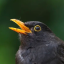belovedbblackbird