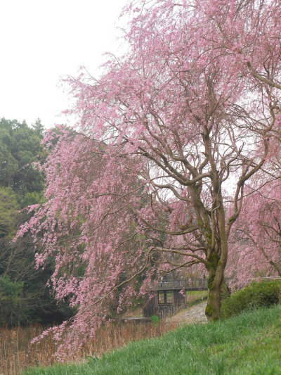 Porn gdmtblr:The Breath of SpringWeeping cherry photos