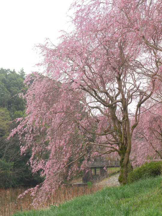 Porn photo gdmtblr:The Breath of SpringWeeping cherry