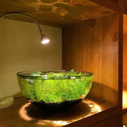 solarpunk-aesthetic:How to Make an Indoor Pond“Not only is it possible, it’s wonderfully easy.”