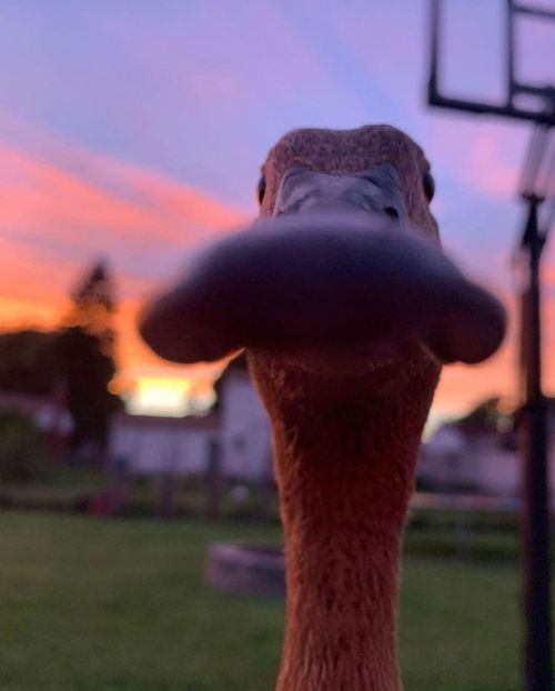 Some close up duck photos  via @thesassyducks​ on instagram