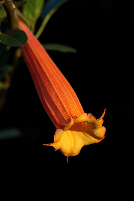 Brugmansia vulcanicola © Uluwehi Knecht