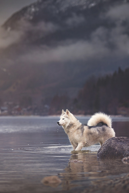 visualechoess: Much landscape - a little bit of a dog by  Anne Geier