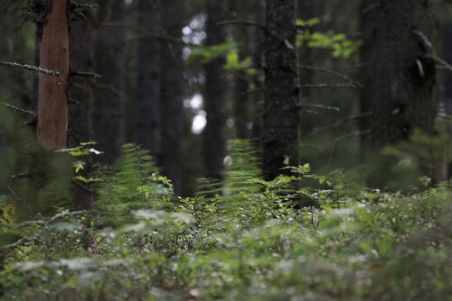 michaelnordeman: Late summer in the forest.