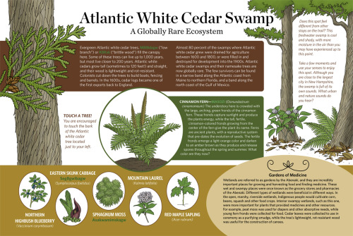  This panel highlights the Manchester trail’s namesake.  Cedars swamps are definitely one of m