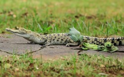 sixpenceee:These frogs managed to climb aboard to hitch a ride on a bemused saltwater crocodile  Credit: Tanto Yensen