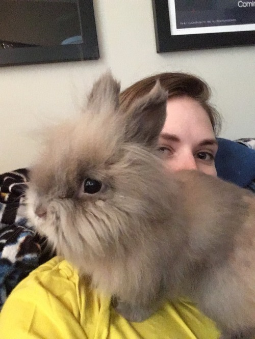 zohbugg: Gandalf has become quite the snuggle bun and loves sitting on my chest and shoulders.