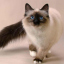 a-storebought-catboy