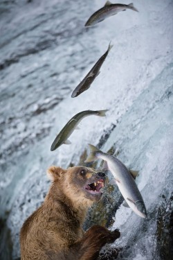 earthandanimals:   I can’t choose by Brice