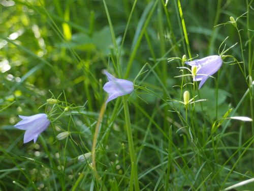 Campanula rotundifolia — harebell