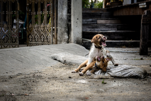 Street Dog Puppies