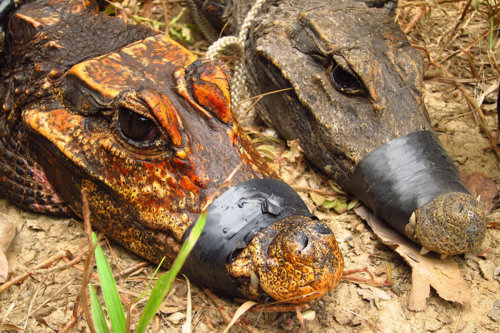 Croc Colours And Patterns