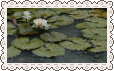 lilly pads