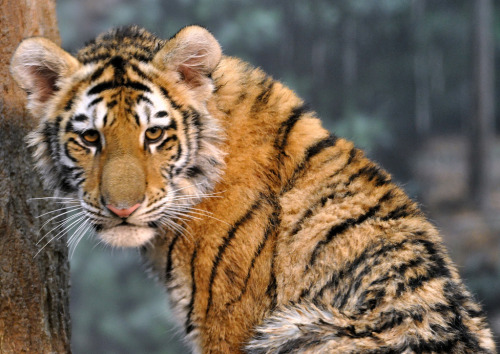 cheetah-chaser: Amur Tiger Cub by Eve'sNature-On&Off@Times:)