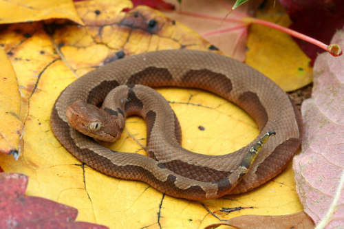 exotic-venom:Agkistrodon contortrix phaeogaster (Osage Copperhead): a neonate with an aberrant patte