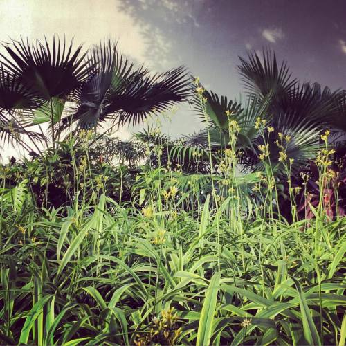 podfolio:  Jungle Juice 291215 #green #tree #jungle #leaves