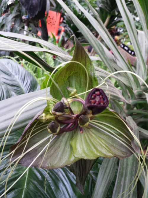 syngoniums: One of the local nurseries just got an order of big, blooming-sized Tacca chantrieri! Al