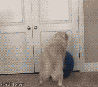 Doggo gets stuck on yoga ball