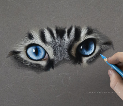 shaymusart: Process of my latest animal drawing, a commission for a lovely client with a cat who has