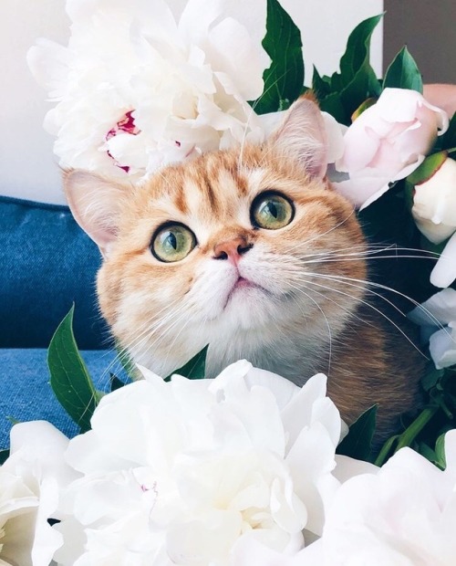 friendly-animals:friendly-animals:(Source)Follow Our New Instagram: animals_lovers_ig (: