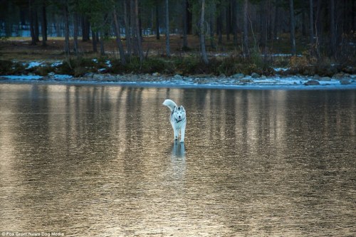 Fox Grom’s dog looks like it is walking on water after rain falls onto frozen surface | Daily 