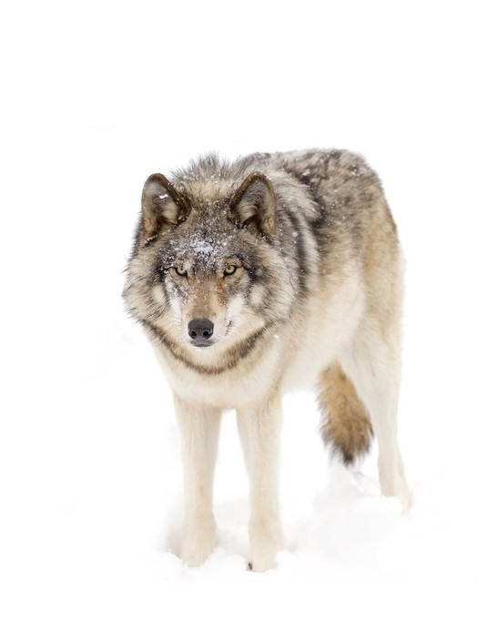 beautiful-wildlife:Timber Wolf by © JimCumming