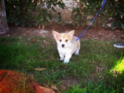 insanecorgi:  gatsbyadventures:  Day 25: Corgi Gotcha Day That’s Gatsby at our old apartment the day we brought him home from the breeder, and that’s Scout at my parents’ house, meeting her grandma (my mom) for the first time, on the day we picked