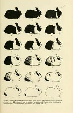 nemfrog:  Fig. 138. “By systematic selection the average grade of a race of Dutch rabbits may be gradually but permanently changed…” Genetics and eugenics : a text-book for students of biology and a reference book for animal and plant breeders.