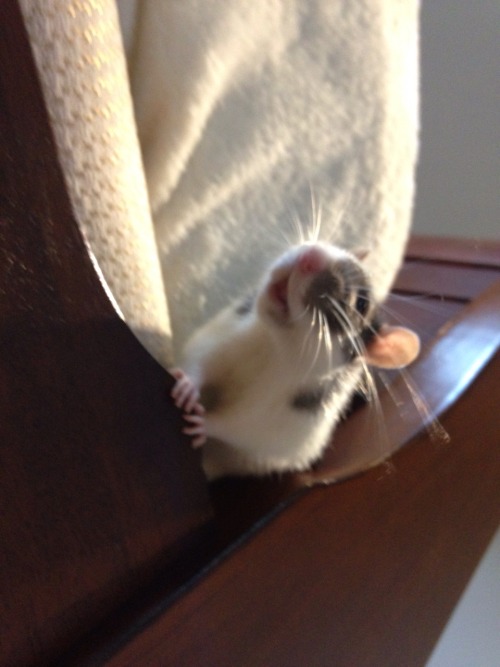 baby-beaners:Too quick for a good picture