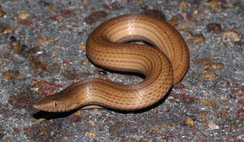 megadiverse:typhlonectes:Burton’s Legless Lizard (Lialis burtonis)… also known as the New Guinea leg