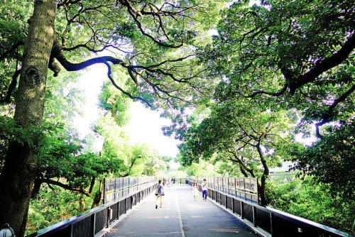 mizunokisu:Sunshine filtering through foliage / 木漏れ日 by Dakiny on Flickr.