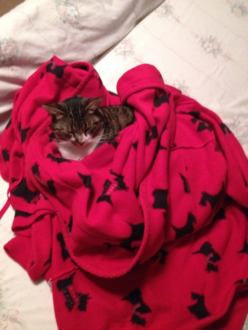 chairman meow gets cold sometimes and curls up in mom&rsquo;s bathrobe.. domestic shorthair, ~3 