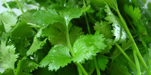 munchies: Mexican Cilantro Imports Have Been Banned Due to Fecal ContaminationLooks like your friend