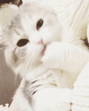 babycreampufff:  tokkeki:   Yume🐱🐾ゆめ NA;ROKGJV/WJVOFJEORIGJVNOOOOAGGGHH