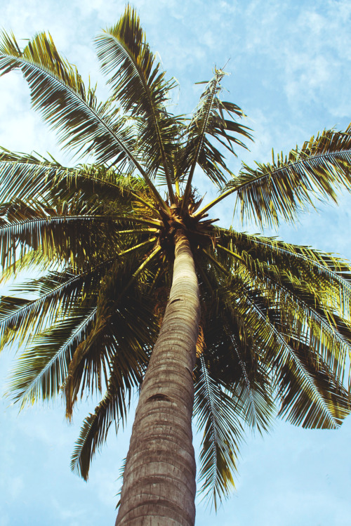 souhailbog - PalmTree By Wallions | More