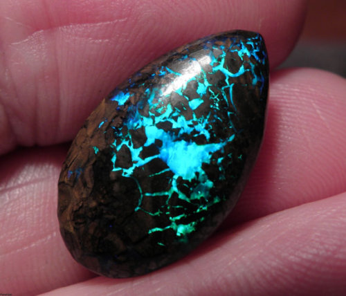 meta18: lizardtakesflight: Australian Opals from Planet Opal these are dragon eggs