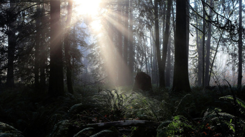 Sun Rays thru the trees in the fog by phil9945