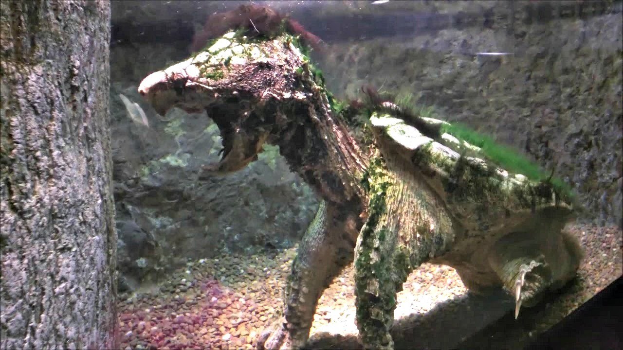 Here come the most Extra of turtles and tortoises
