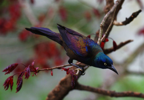 moonstone-mama: wanderingredleaves: barcon53 What kind of bird is this? It’s gorgeous :OLooks 