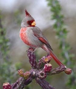 Scarlet highlights (Pyrrhuloxia or Desert