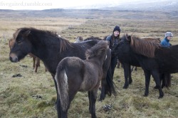 Fivegaited:fivegaited:how Do You Tame A Shy Foal?   Step 1 - Hide Behind His Mama