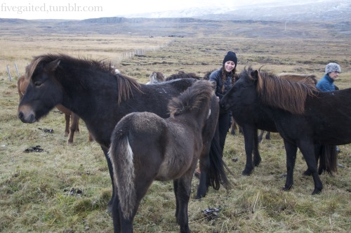 fivegaited:fivegaited:How do you tame a shy foal?   Step 1 - hide behind his mama Step 2 - offer him your hand Step 3 - feed cookies to his mama, watch him stare at you in amazement - the humans have CANDY??  He doesn’t like candy yet, but he will,