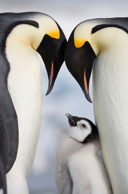 nubbsgalore:  Emperor penguin chicks in Antarctica’s Snow Hill Island, where temperatures drop to seventy bellow and winds exceed 100 miles an hour. The penguins are so unused to humans that they react with simple curiosity when scientists or photographer