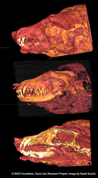 theoldbone:https://siberiantimes.com/science/casestudy/news/still-snarling-after-40000-years-a-giant