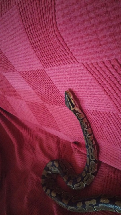 willowsandgiants:My little baby, Monty the Royal Python