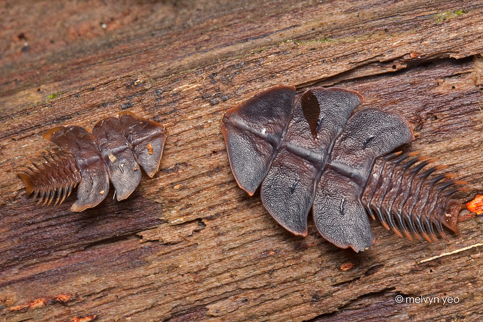 zooophagous:  end0skeletal:   Read more about trilobite beetles and larva here! Photos