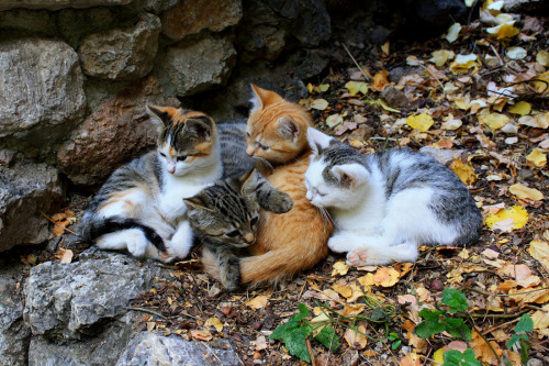 cybergata:    Котята© Jela  