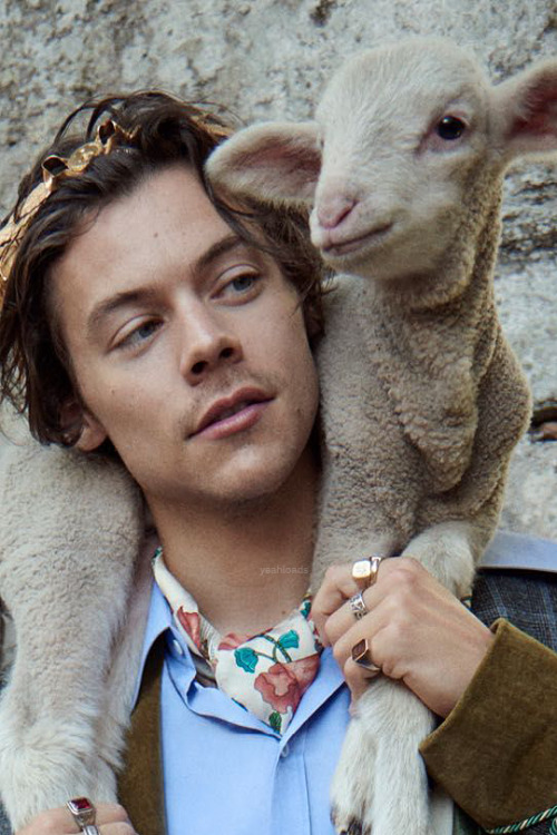 yeahloads:Harry Styles for Gucci Cruise 2019 Tailoring Campaign